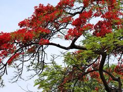 -攀枝花公园