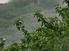 -苏州上方山国家森林公园