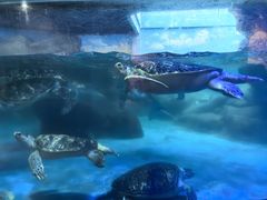 -海合安成都极地海洋公园