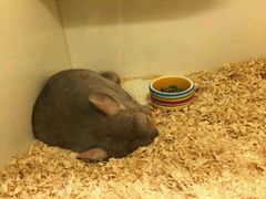 android_upload_pic-龙猫仔乐园(惠福东路店)