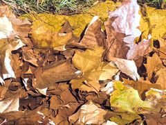 -白塘生态植物园