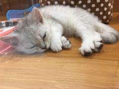 -龟与熊猫宠物公园(南坪店)