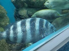 -上海海洋水族馆