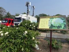 -曹州牡丹园