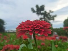 -花博汇(知音花月夜)