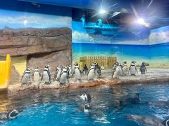 -海合安武汉极地海洋公园