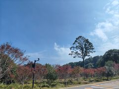 -广州市帽峰山景区