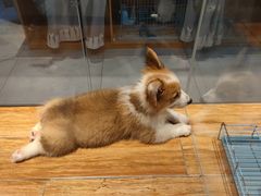 -狗道宠物(常熟印象城店)