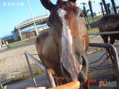 -松声马术俱乐部