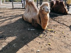 -长白岛森林公园