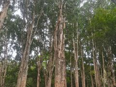-深圳湾公园(南山区)