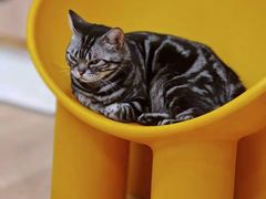 -有喵·猫咖·狗咖·30几只猫10只小狗(岗厦店)
