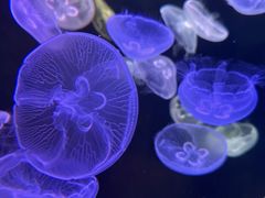 -顺德南宏海立方海洋公园
