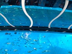 -瑞德姆美人鱼海底演艺主题餐厅(亚龙湾店)