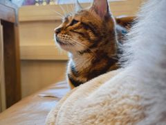 -猫小院猫主题餐厅(南锣旗舰店)