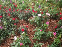 -深圳国际园林花卉博览园