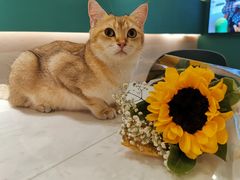 -飞行喵MR PILOT|猫舍·猫咖(静安大融城店)