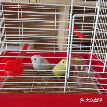 新进两只鹦鹉。可爱的很。学员油画试学体验，战场过后