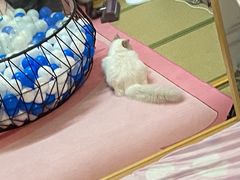 -猫先生桌游