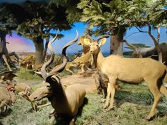 -国家自然博物馆