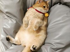 -逗柴咖啡屋·狗咖猫咖宠物桌游