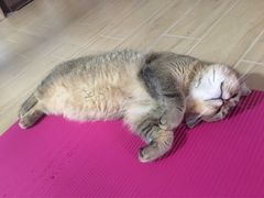 -瑞鹏宠物医院·骨科·猫科·内科(第一中心)