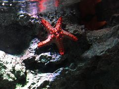 -暹罗海洋世界