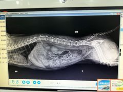 -暖阳宠物医院·犬猫康复中心·骨科