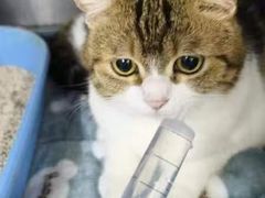 -瑞派动物医院·猫专科·至诚(江南中分院)