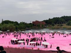 -大塘金香草谷
