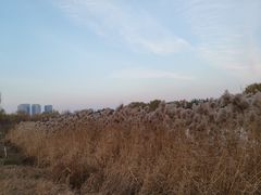 -大兴滨河森林公园