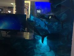 -迪拜水族馆及水下动物园