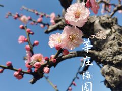 -莘庄梅园