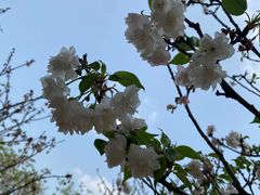 -天适樱花悠乐园