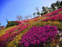 -东莞植物园