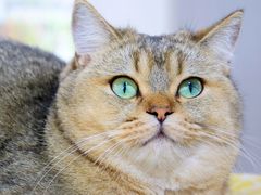 -喵屿·大理花园猫咖