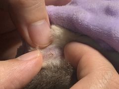 -爱侣宠医·鹦鹉专科·小型哺乳类·异宠专科(灵石路店)