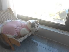 -北京观赏动物医院·24小时大型综合·猫专科·异宠专科