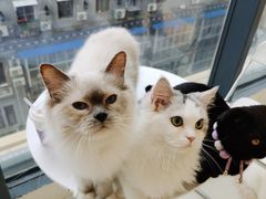 -怪兽屋·羊驼·猫咖·狗咖(俊华广场店)