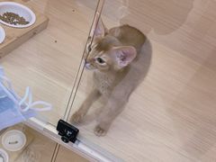-813芭依珊 BAESAn(皇冠十畝地店)