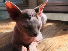 -猫小院猫主题咖啡厅(北锣店)