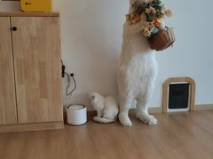 -猫腻·猫咖·撸猫馆(星光大道店)