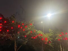 -大龙火锅(老店)