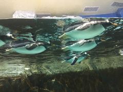 -成都浩海立方海洋公园