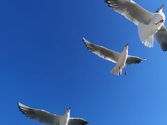 -五甲塘生态湿地公园