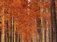 -黄海国家森林公园