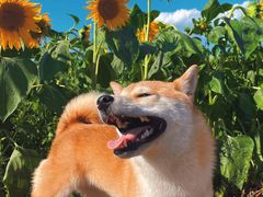 -宠福鑫康馨动物医院·骨科·眼科