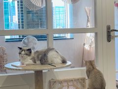 -楼上猫咖(罗湖店)