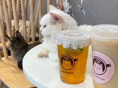 -楼上猫咖(罗湖店)