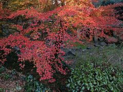 -宝界山林公园